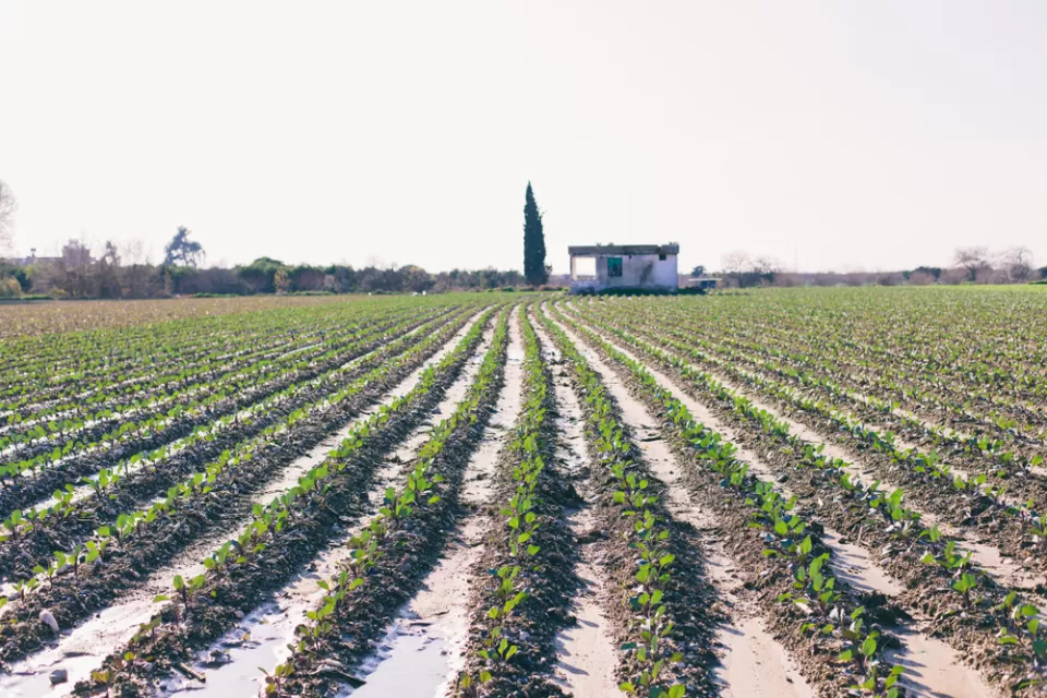 Agricultural Land